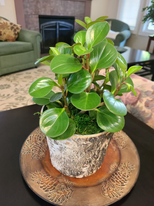 Fresh Growth