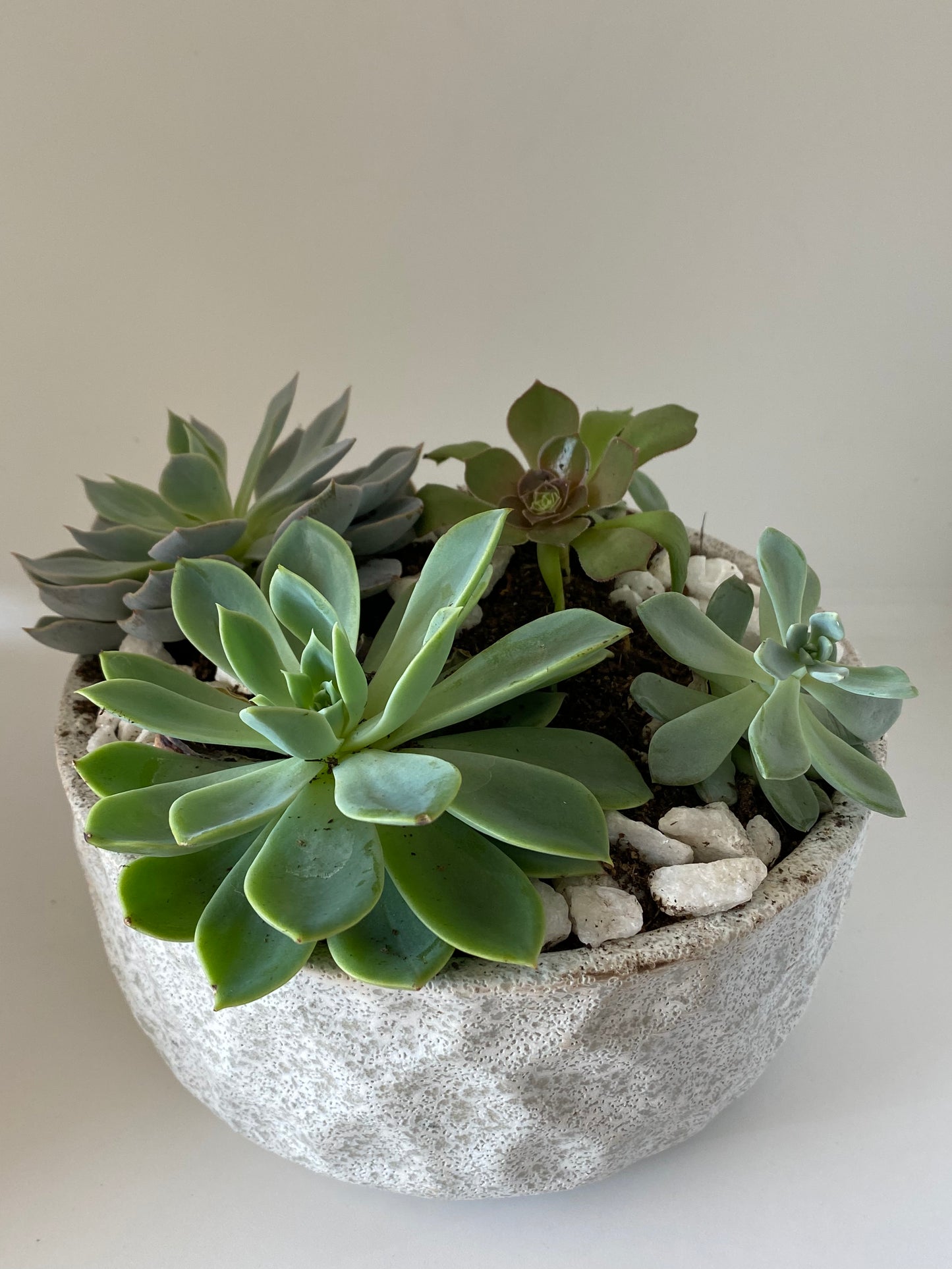 Plant Parent Energy