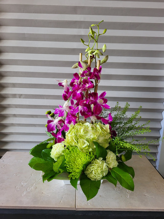 Orchid Bloom